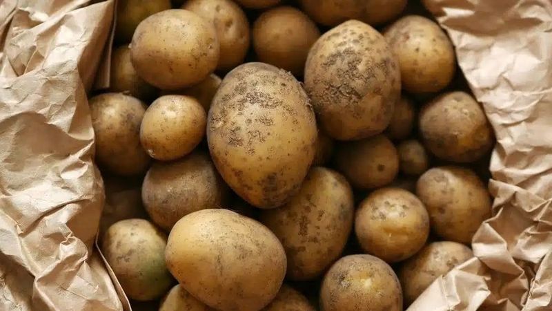 Картофель производства Пакистан Картофель производства Пакистан