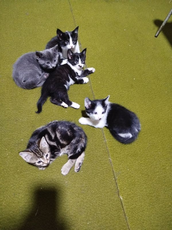 Отдам котят в в добрые руки Отдам котят в в добрые руки