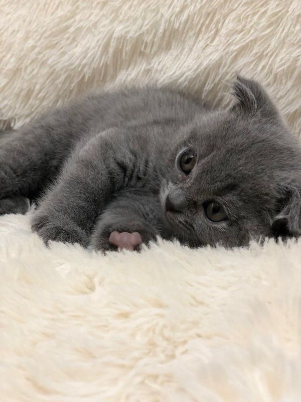 Кошка шотландская Кошка шотландская