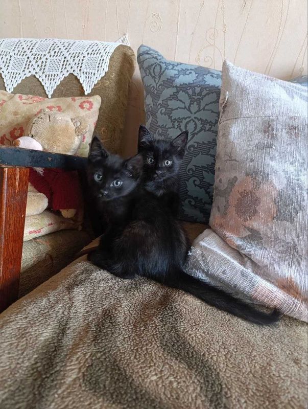 Котята одам в хорошие руки