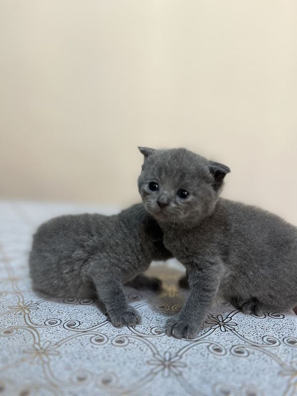 Чистокровные котята Скотиш фолд Чистокровные котята Скотиш фолд