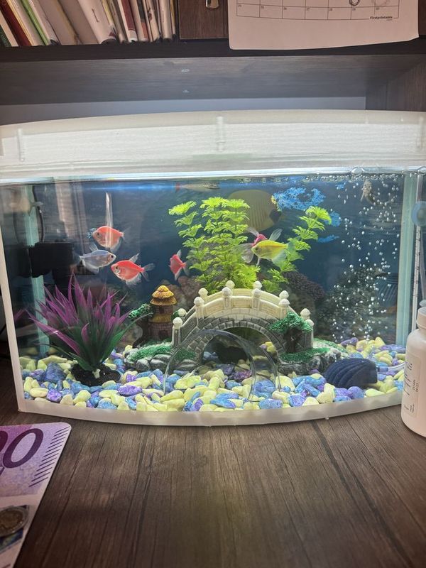 Akvarium baliqlari va barcha qulayliklari bilan