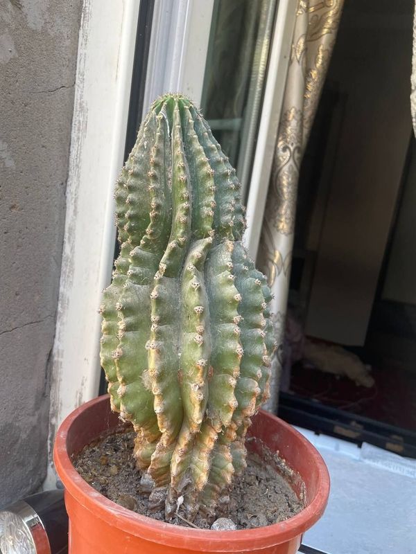 Xonaki gullar sotiladi Xonaki gullar sotiladi