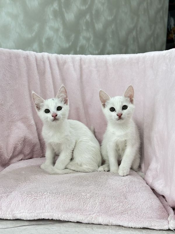 Турецкие ангоры котята