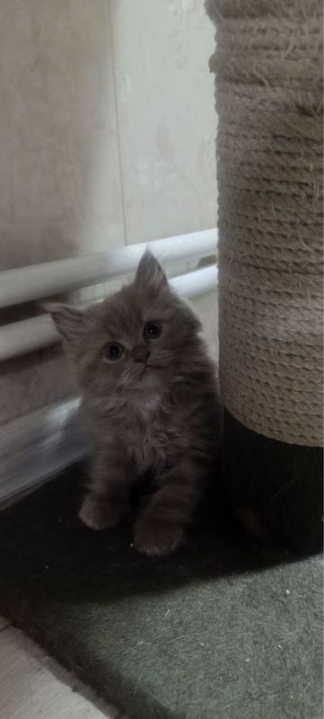 Котенок скотиш страйт Котенок скотиш страйт