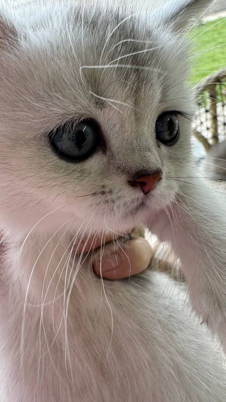 Продается девочка скотиш страйт шотландский котенок окрас серебристой