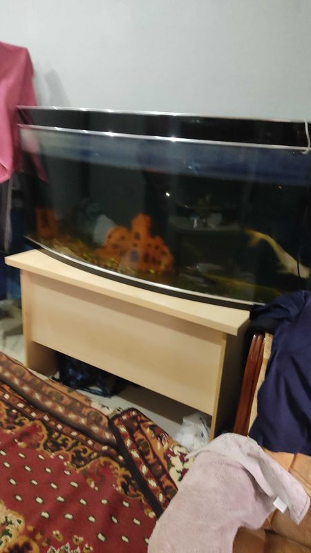 Akvarium baliqlari bilan birga Akvarium baliqlari bilan birga