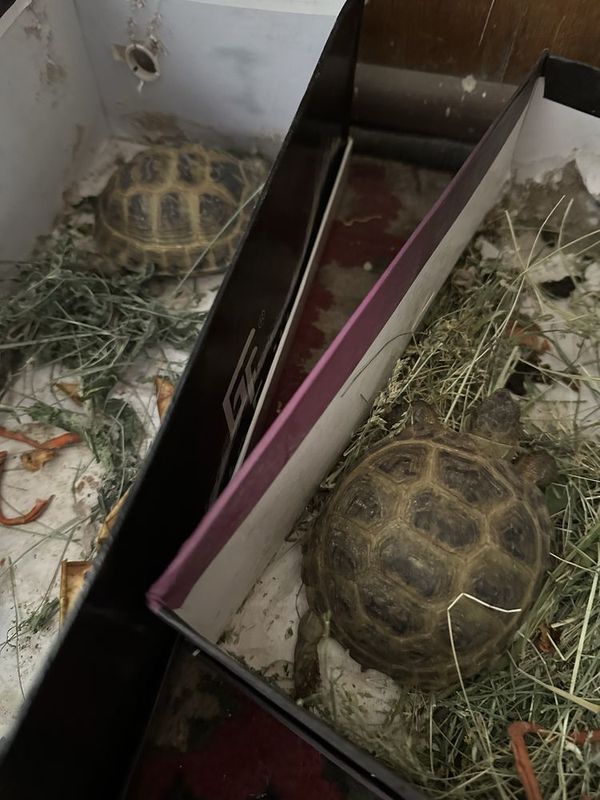 Черепахи . Toshbaqalar . Turtles Черепахи . Toshbaqalar . Turtles