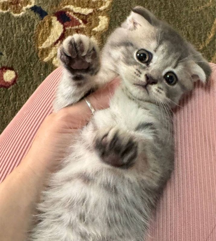 Скотиш фолд.девочка. 2 ойлиг Скотиш фолд.девочка. 2 ойлиг