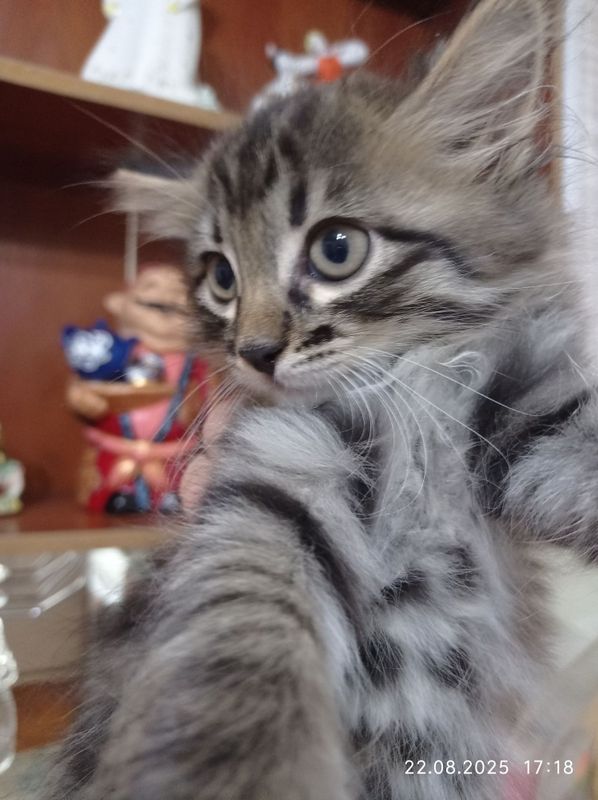 Котик мальчик в надёжные и любящие руки