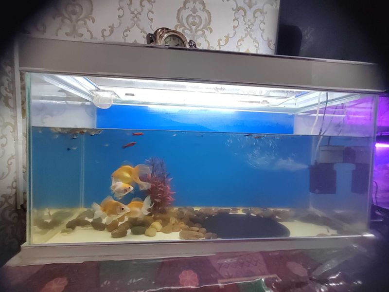 Аквариум 160 л. 40 л Аквариум 160 л. 40 л