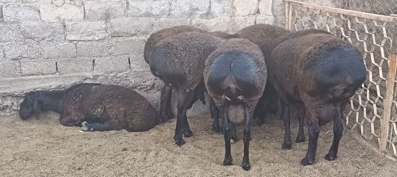 Toza Hisori zotli qo'ylar sotiladi