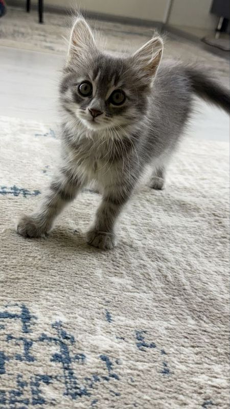 Сибирская кошка