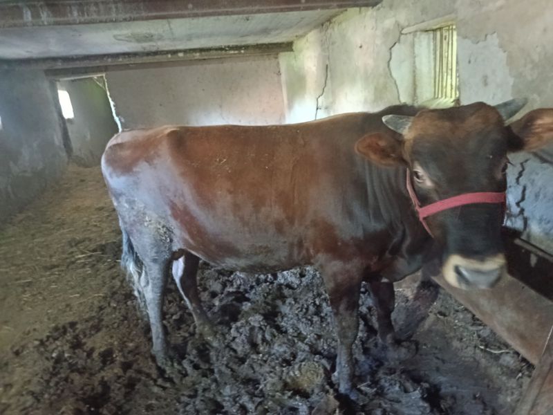 Buqa sotiladi. Бык на продажу Buqa sotiladi. Бык на продажу