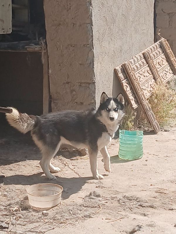 Haski kuchuk toza parodalik Haski kuchuk toza parodalik