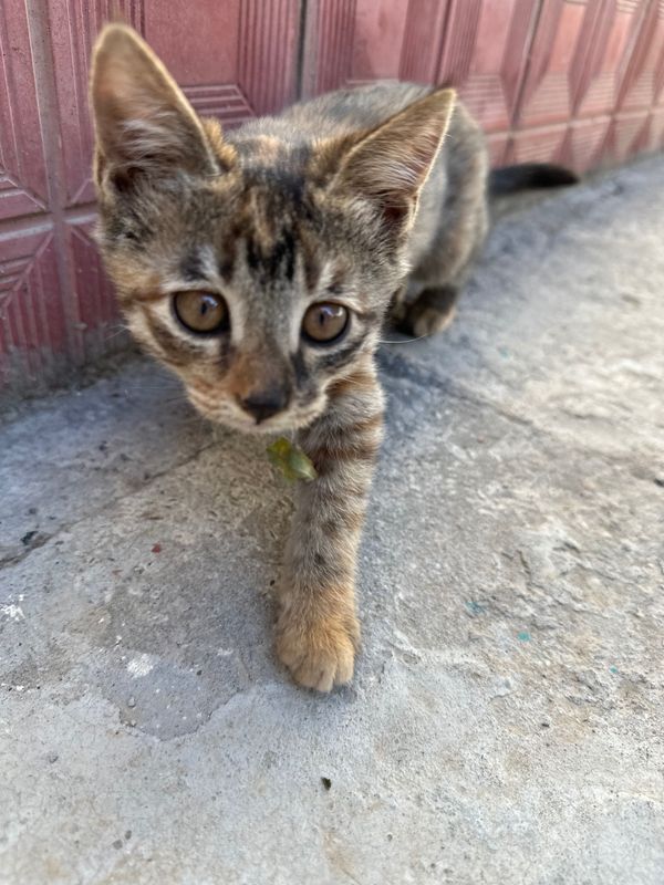 В добрые руки Котята домашние