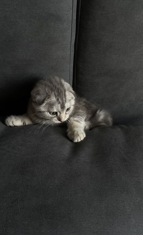 Котятки на продаже