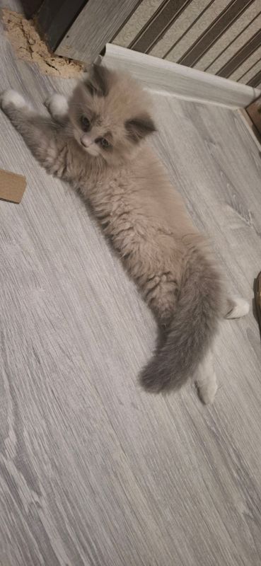 котёнок котёнок