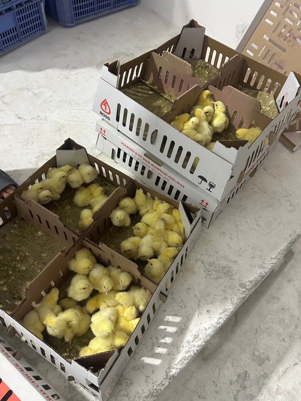 Бройлер жужалар Самарканд Шахар