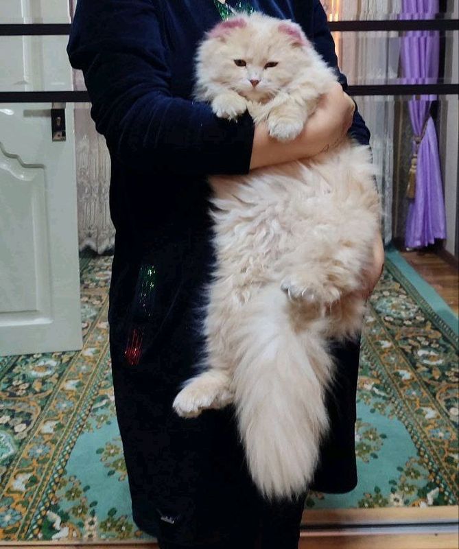 mushuk mushuk