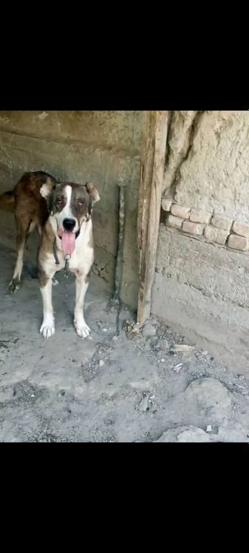 alabay narxi 200$ sotiladi vaksina ukollar qilinga alabay narxi 200$ sotiladi vaksina ukollar qilinga