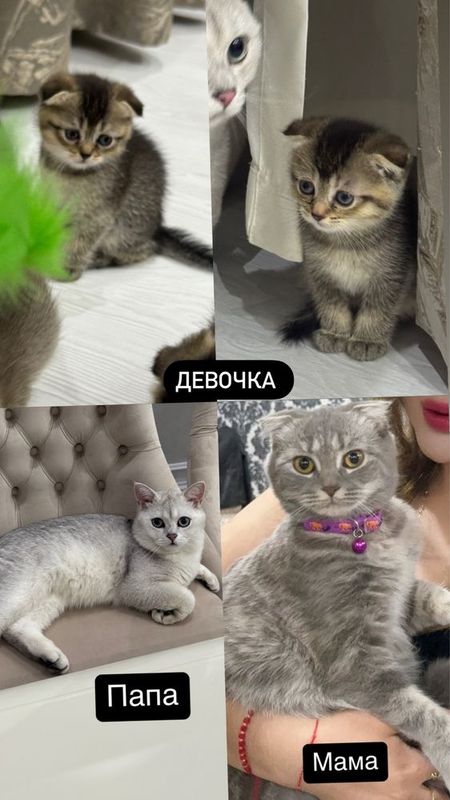 Продается котята скотиш фолд шиншилла Продается котята скотиш фолд шиншилла