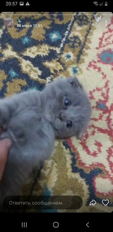 Тоже шотландская веслаухая, маленький голубые глазики Тоже шотландская веслаухая, маленький голубые глазики