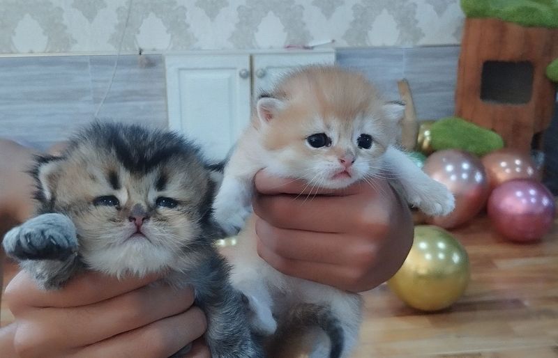 Продам котят от правильной вязки,