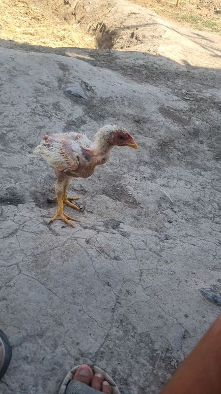 Broller juja sotiladi Broller juja sotiladi