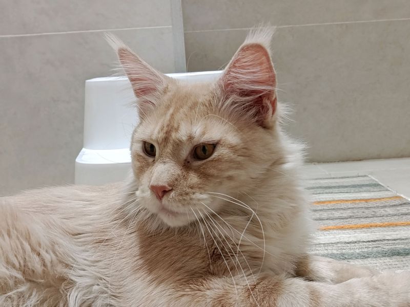 Кот Мейн кун Кот Мейн кун