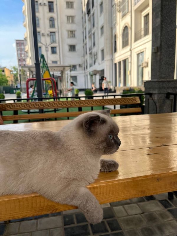 Rechirt Shahrisabz вязка Rechirt Shahrisabz вязка