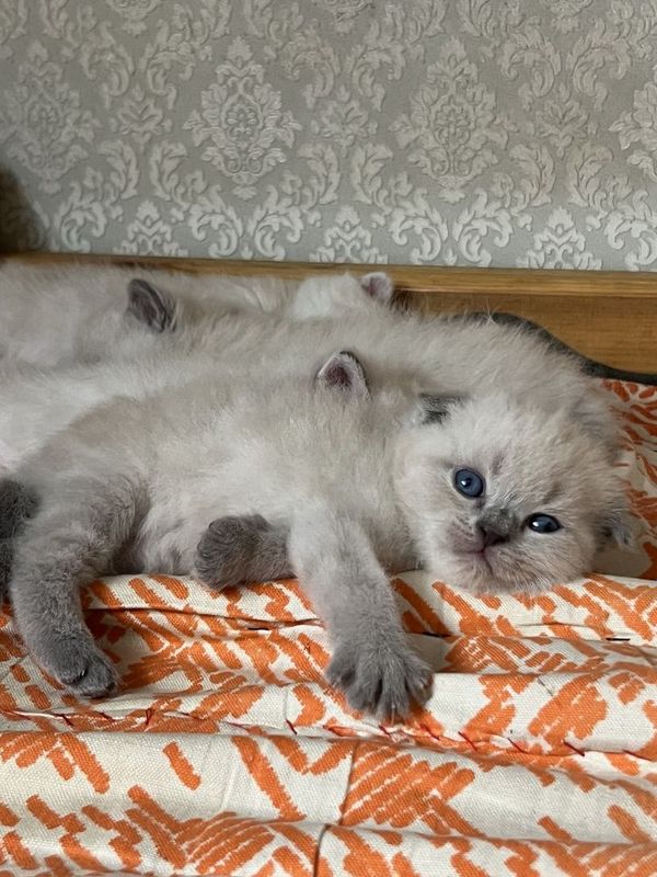Scottish fold va strayt Scottish fold va strayt