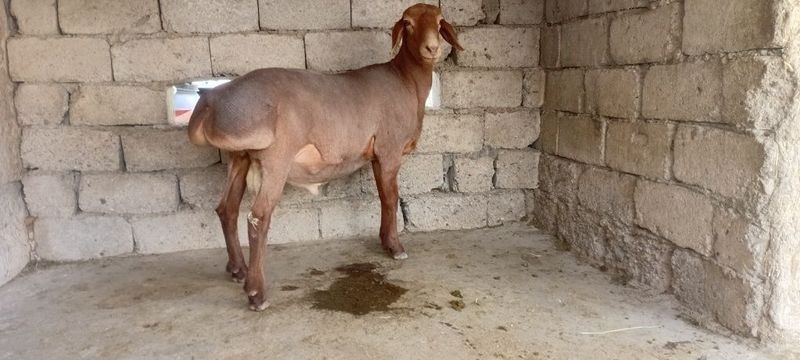Кучкорлар сотилади