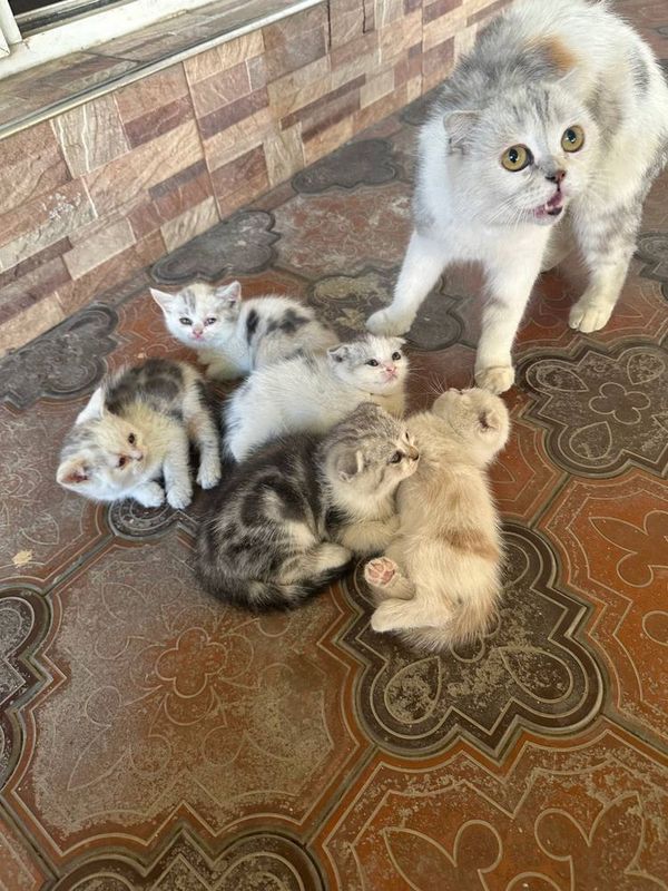 Продается кошки шотланские