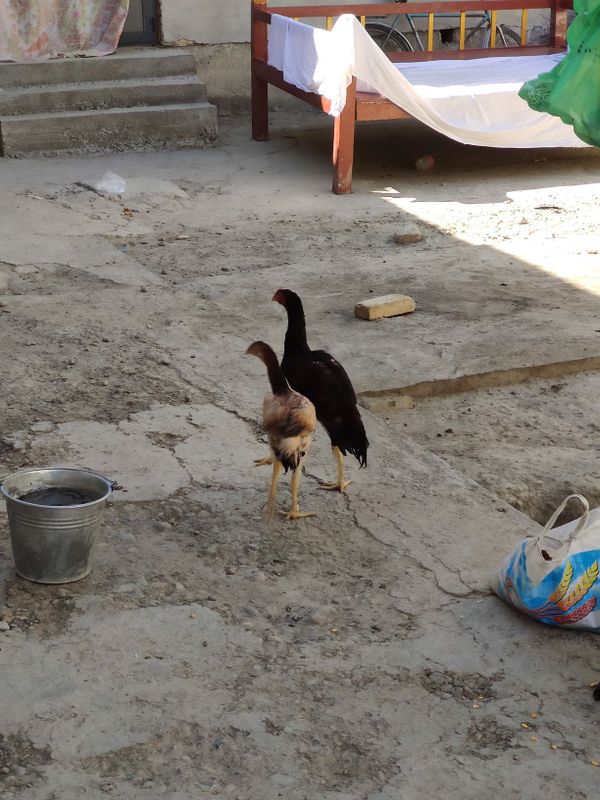 Kulangi xoroz 4oyli para sotiladi Kulangi xoroz 4oyli para sotiladi
