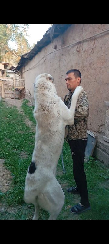 Alabay sotiladi 1 yarim yosh erkak