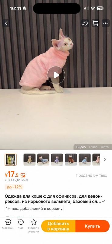 Одежда для сфинкса котов