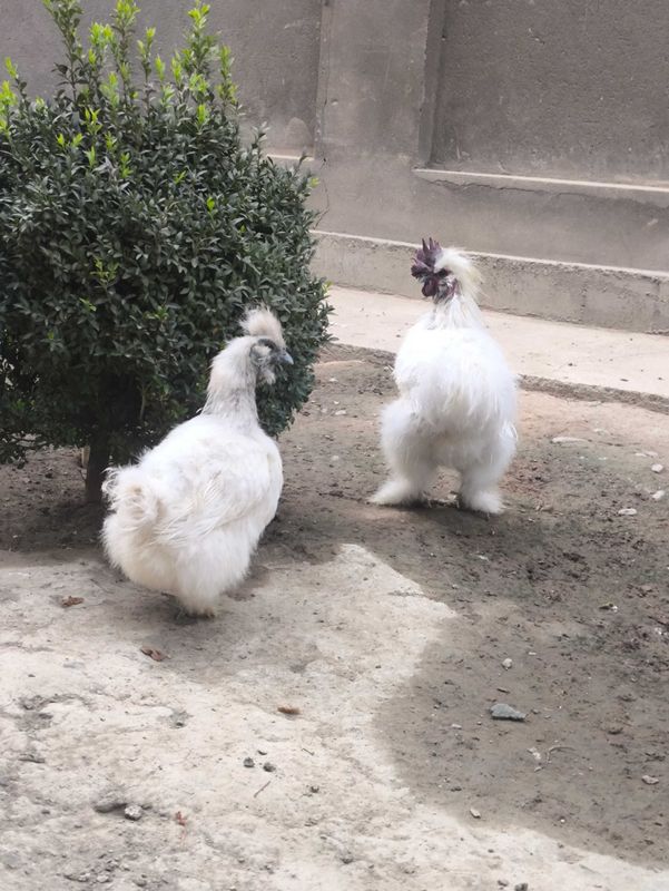 Sholk 1+2 tovuglari tuhmda