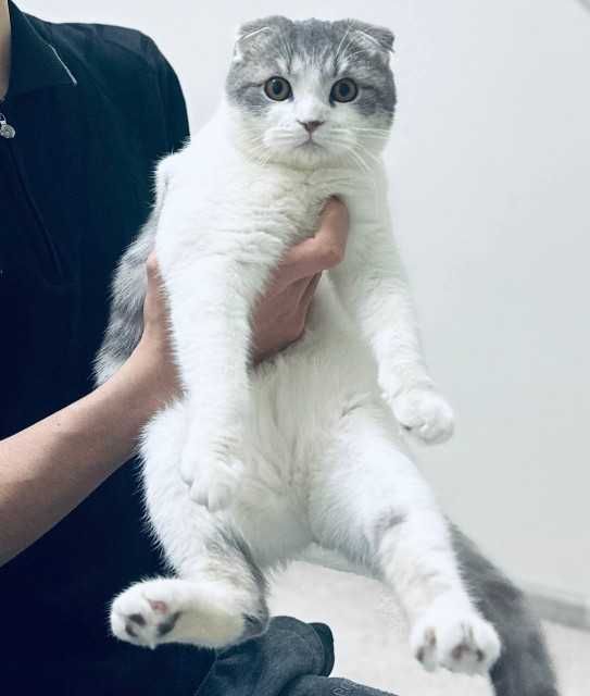 Cat, Mushuk, Scottish Fold