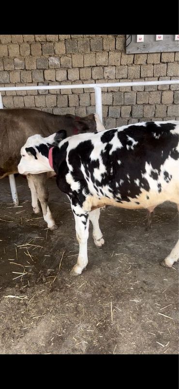 3oyliy gibrit buqacha sotiladi