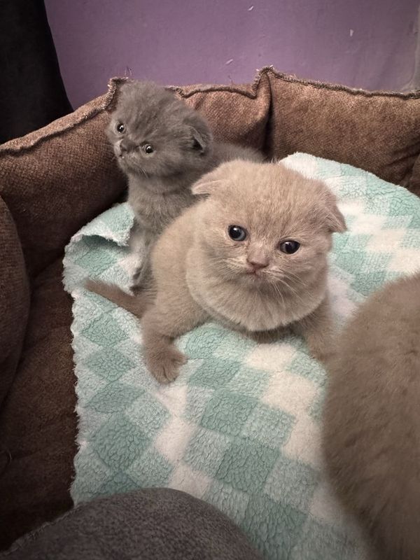 Скотиш фолд веслоушки