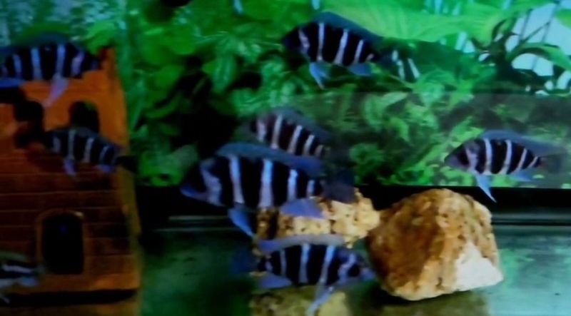 Продам мальков Cyphotilapia Gibberosa Blue Zaire Kitumba.