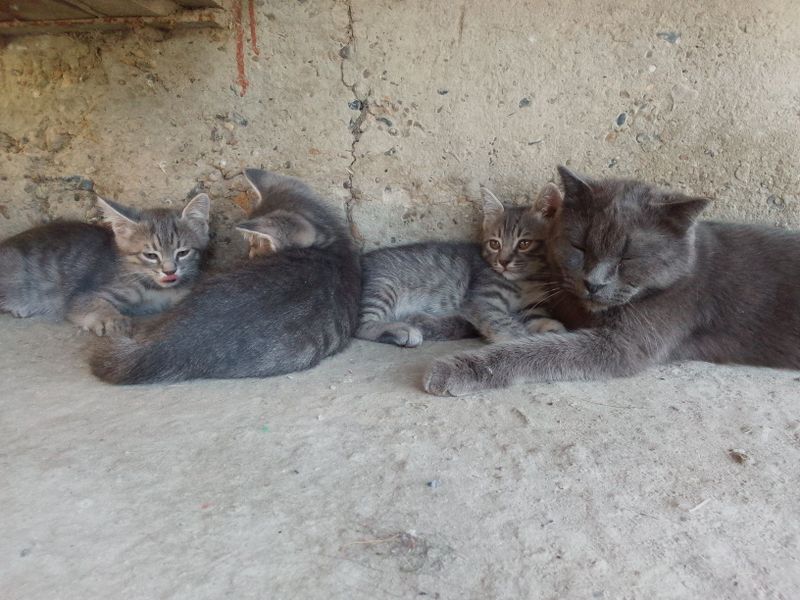 Mushukchalar sotiladi Mushukchalar sotiladi