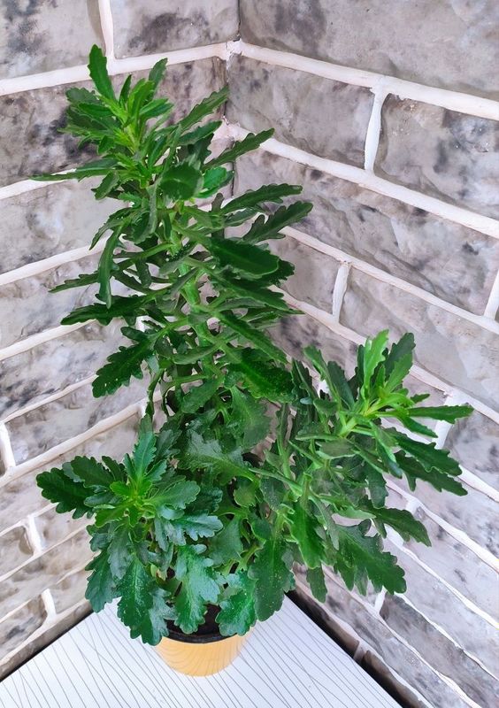 Продаётся КАЛАНХОЭ ПЕРСИДСКАЯ. Большой куст в красивом горшке. Продаётся КАЛАНХОЭ ПЕРСИДСКАЯ. Большой куст в красивом горшке.