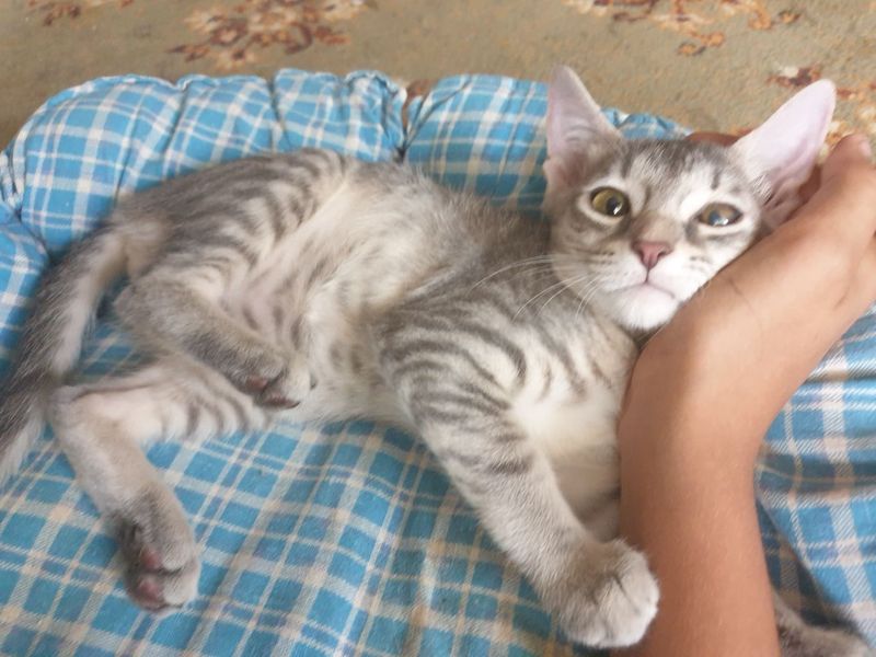 Отдам в добрые руки Отдам в добрые руки