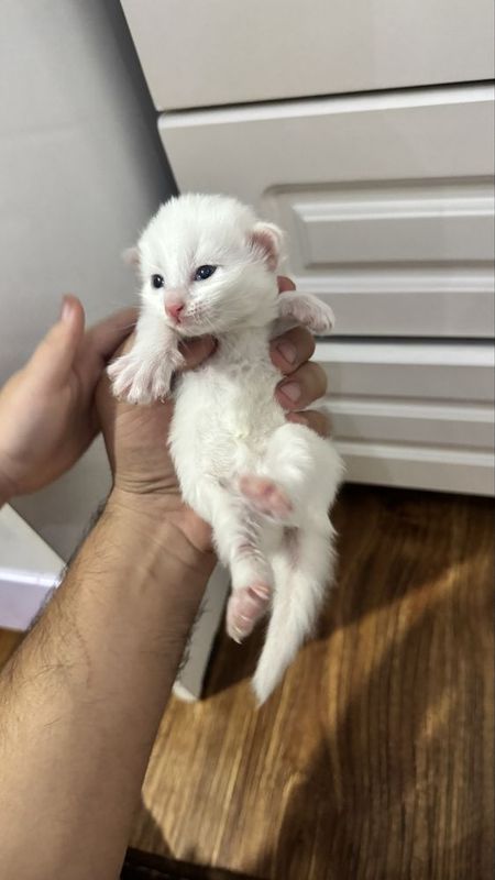 Белые кошки Ок мушукчалар Белые кошки Ок мушукчалар