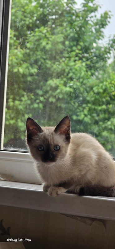 Котенок сеамский Котенок сеамский