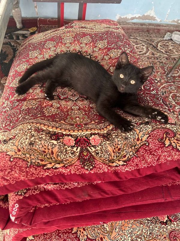 Домашние ласковые котята Домашние ласковые котята