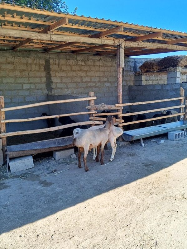 Qochqor baralar sotiladi
