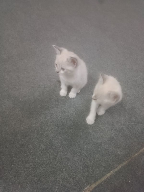 Котята продаётся Котята продаётся